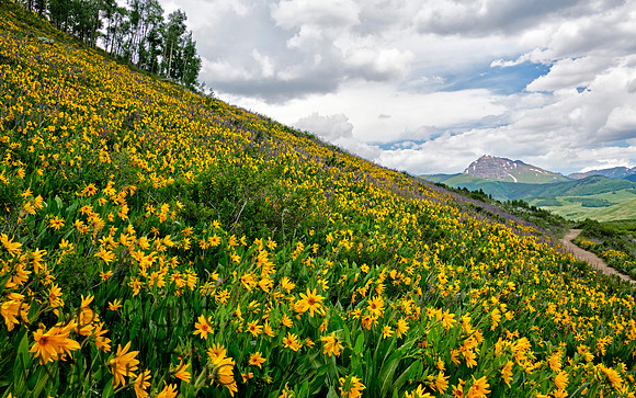 Brush Creek Trail near Crested Butte, Colorado
