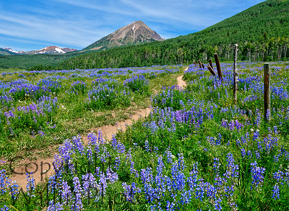 Snodgrass Trail near Crested Butte, Colorado