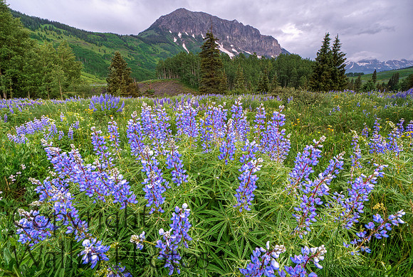Lupine near Gothic Mountain